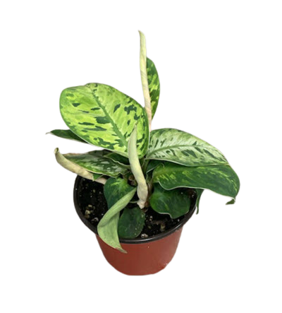 4" Homalomena Camouflage 
